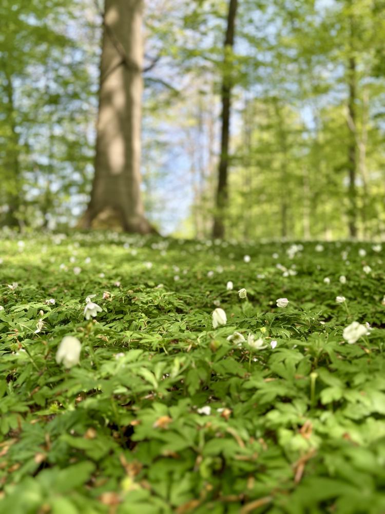 Hvide anemoner i skovbunden