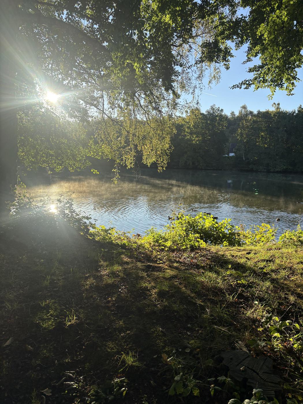 Morgendis over en skovsø med sol gennem bøgegrene