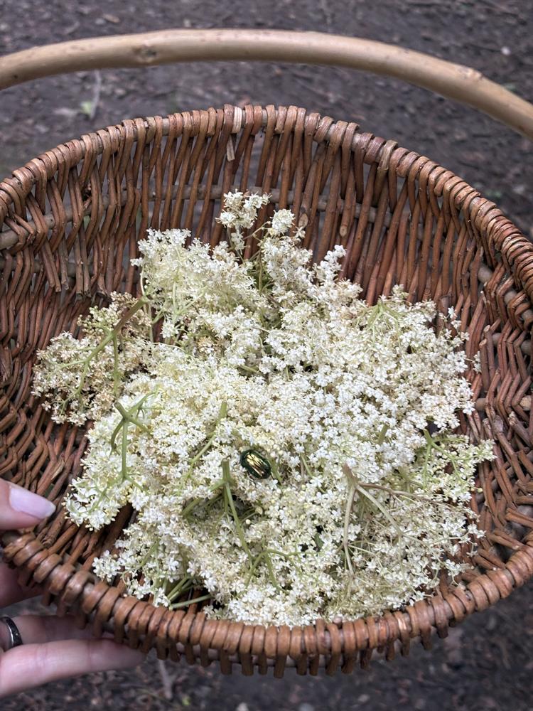 Kurv med hyldeblomst