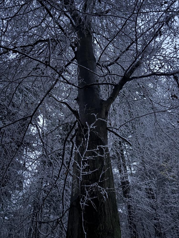 Rimfrost på grene i vinterskoven